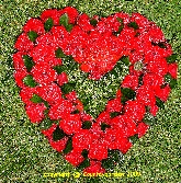 Large Red Naomi heart L H 12
