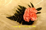 Simple pink Carnation button hole
