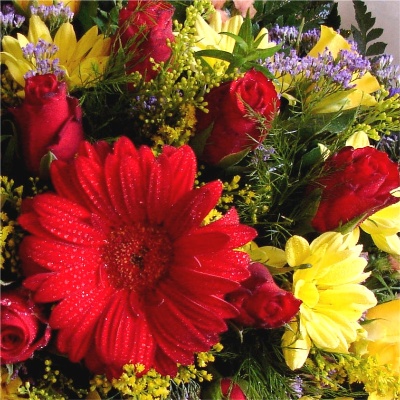 Red Rose & Gerbera Posy R P 17