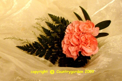 Simple pink Carnation button hole