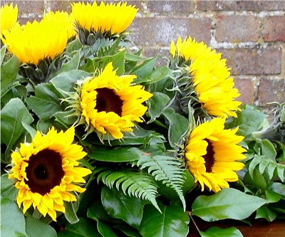 Simply Sunflowers.F B 32