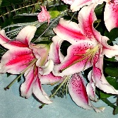 Stargazer faux bouquet  F B5