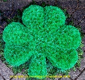 Large Shamrock. B T 29