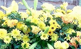 Golden Harvest. C S 76