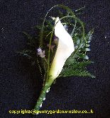 Calla Lilly Buttonhole.