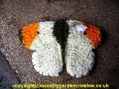 Orange Tip Butterfly BT 69