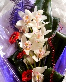 A Special Gift AQUA 12